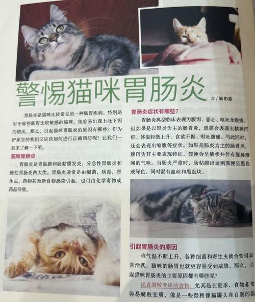 猫咪胃炎护理指南，轻松掌握，让爱宠重获健康