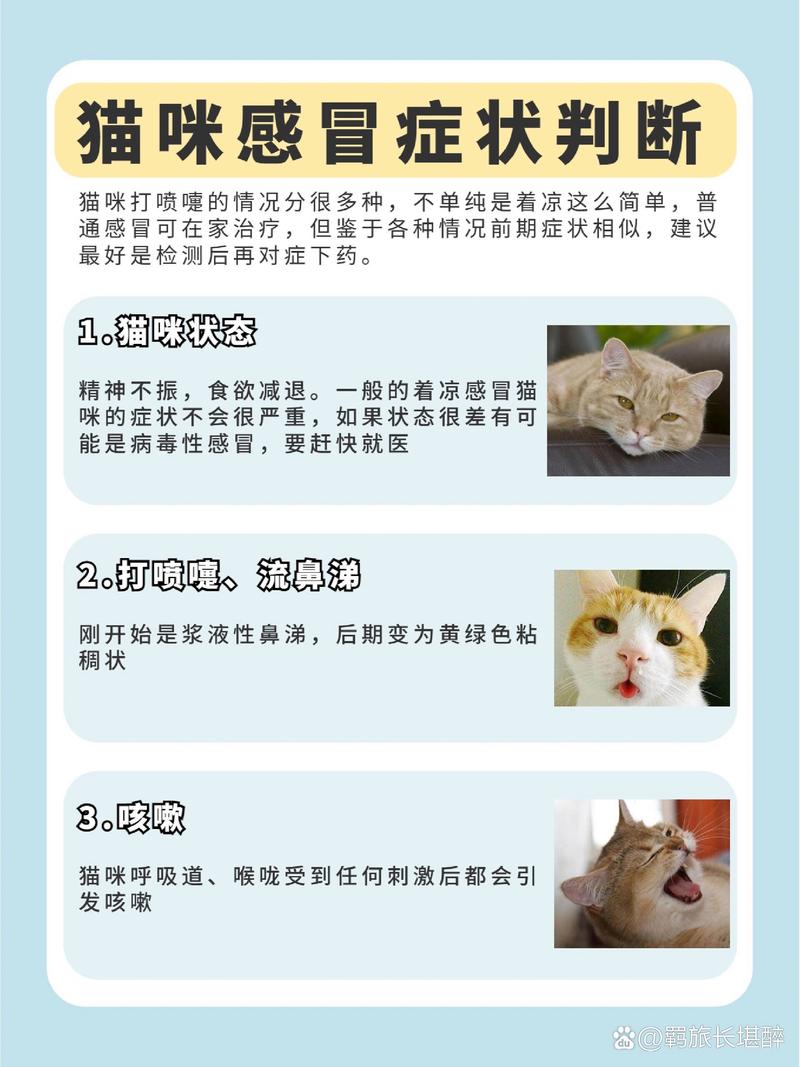 猫咪受冷感冒的预防与护理