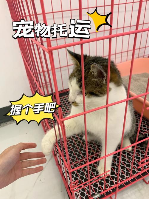 猫咪肠庚，如何为宠物健康保驾护航