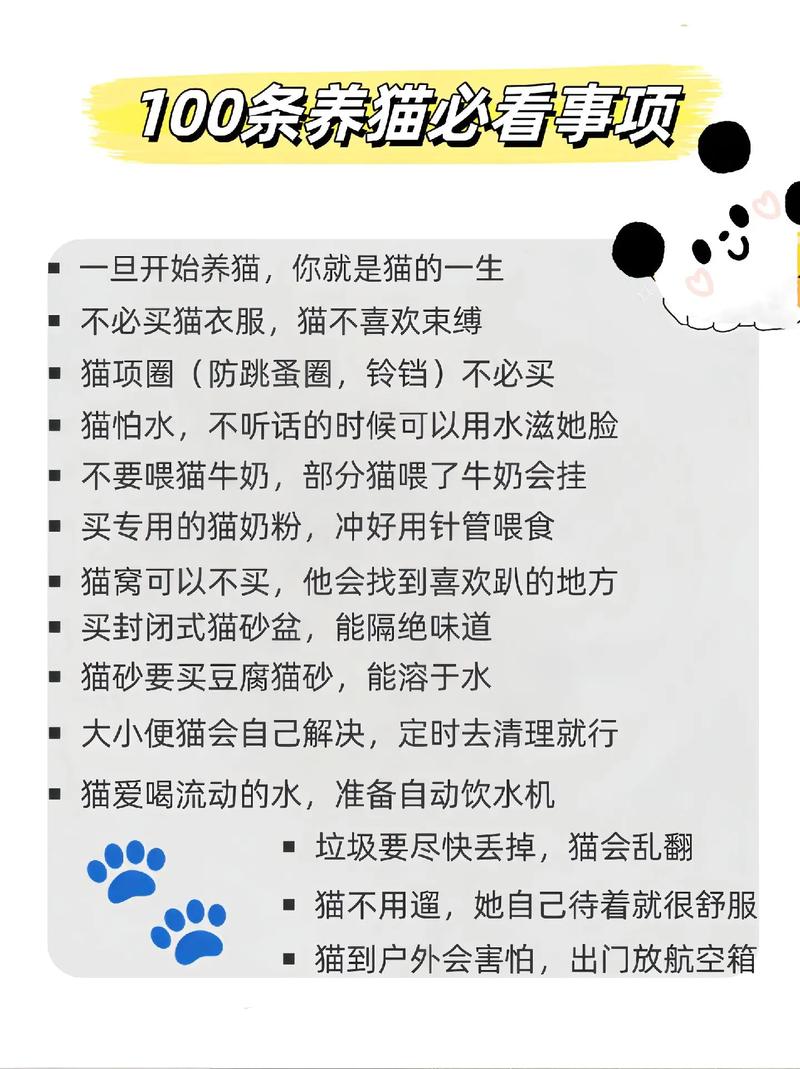 养猫入门指南，如何保持您的小猫健康与快乐