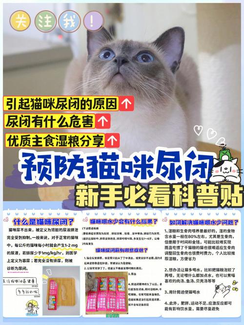 猫咪肾脏健康，了解指标，守护毛孩子