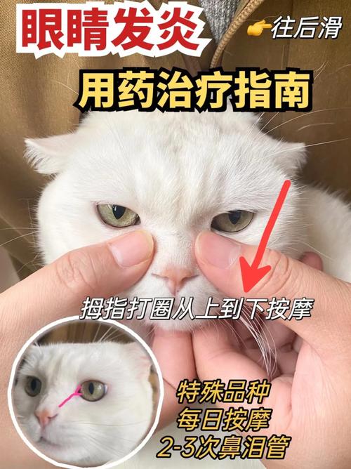 揭秘猫咪眼圈肿的原因及应对方法