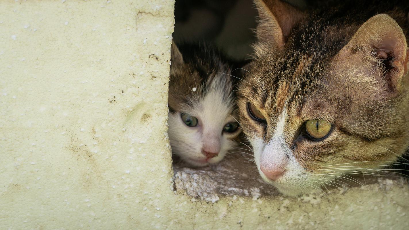 猫咪的探险本能，为何它们总喜欢钻洞