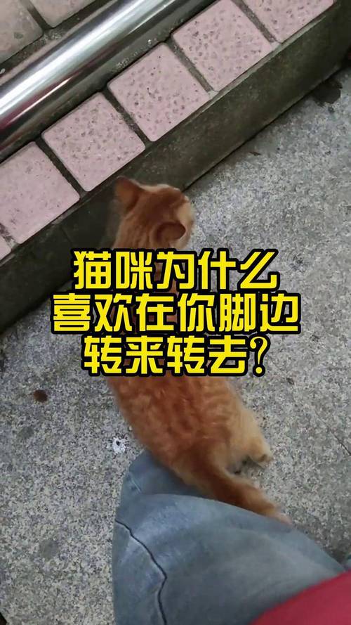 猫咪为什么总爱把脚掌伸出来？