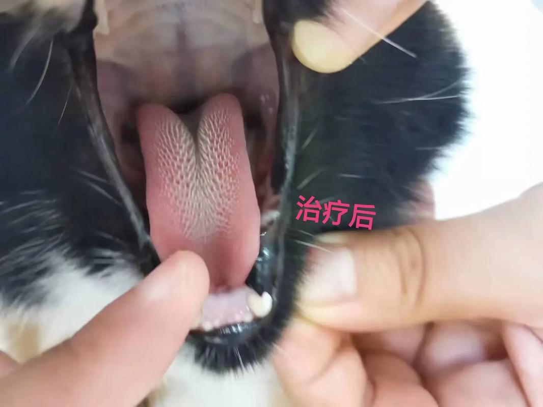 猫咪口炎头孢