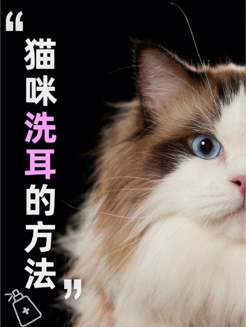 如何保持猫咪耳朵健康