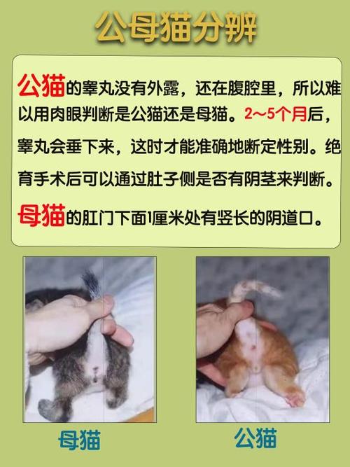 揭秘猫咪外出交配的秘密