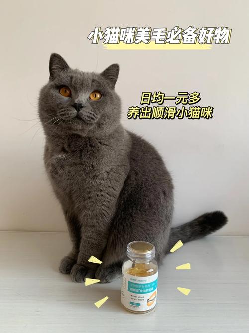 猫咪吹干气，了解你的毛茸伙伴的神秘需求