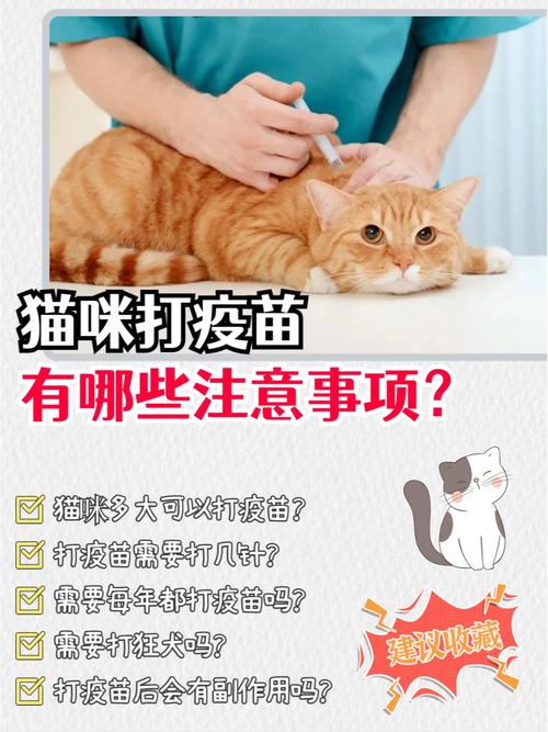 猫咪打针的型号选择与重要性