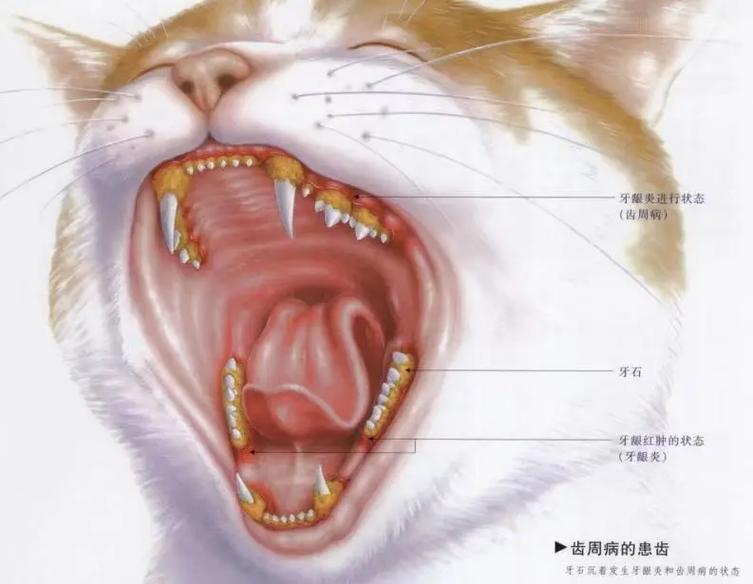 探索猫咪牙齿的秘密，如何保持宠物的口腔健康