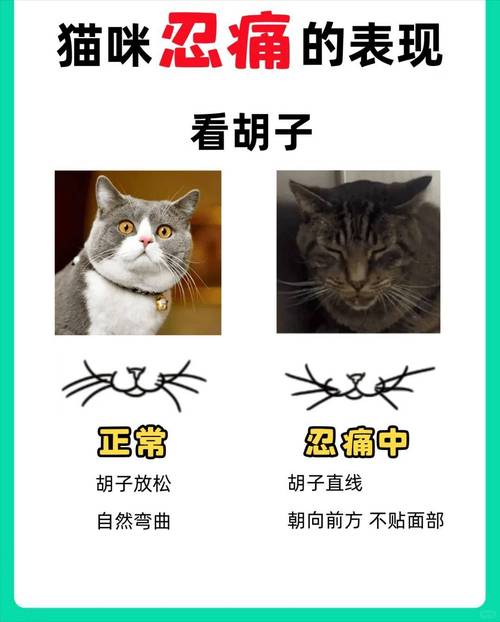 喵语唇语，揭秘猫咪如何用嘴巴说话