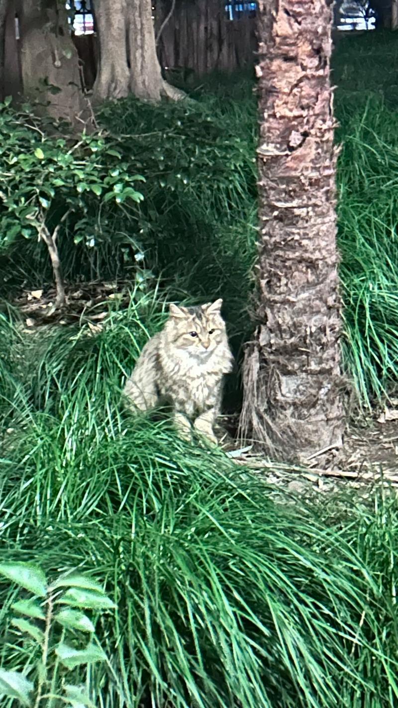 温柔与坚韧，面对猫咪癌症晚期的温暖故事