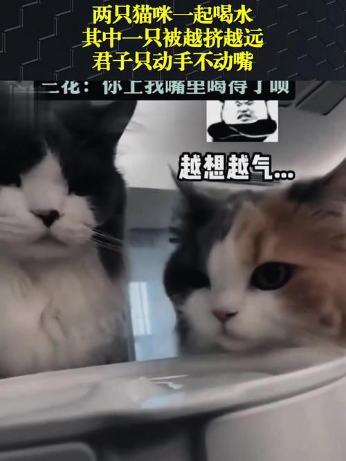 静默的呼唤，理解猫咪不动的原因