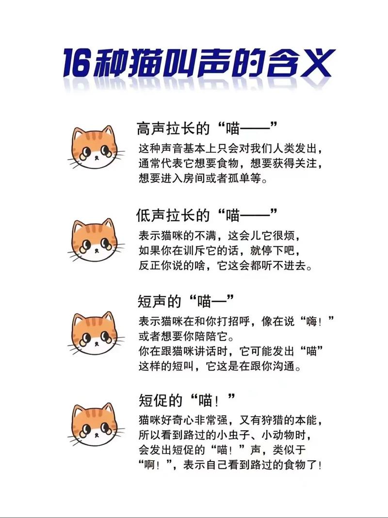 猫咪嘶嘶叫的背后——探究宠物的神秘叫声