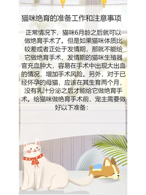 猫咪绝育术前的准备与注意事项