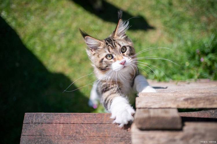 猫咪怕空地？揭秘猫咪的恐惧之谜