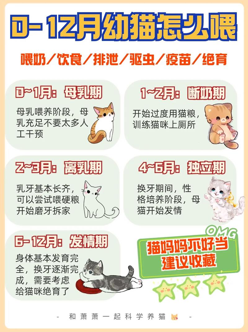 猫咪养护全攻略，从喂食到清洁的全方位指南