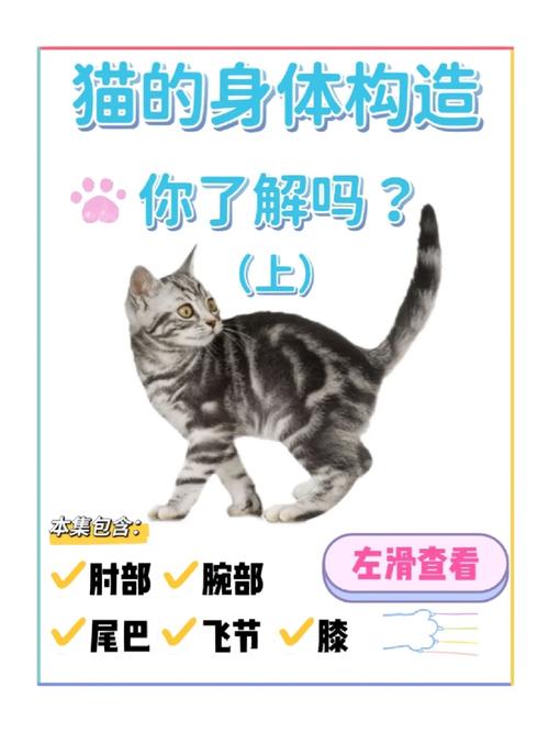 揭秘猫咪背部骨骼的奥秘，支撑起它们优雅灵动的生命线