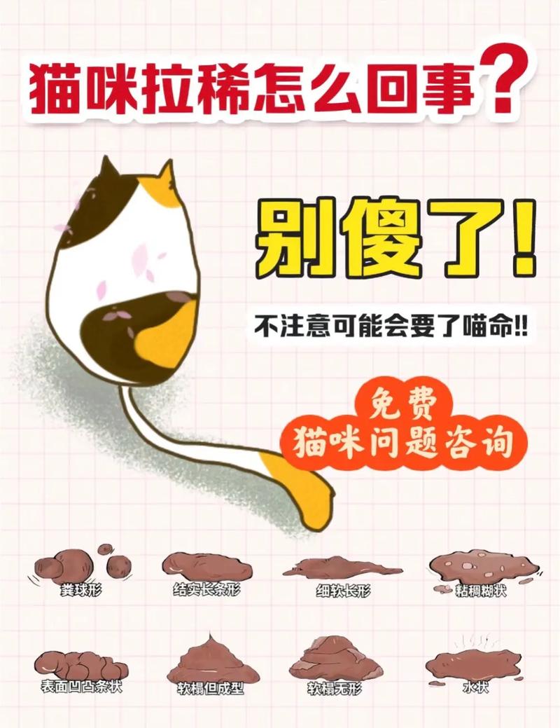 揭秘猫咪腹泻的常见原因与应对策略