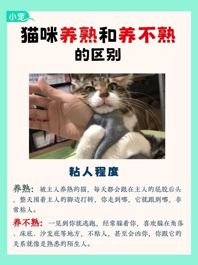 猫咪体重不涨？养宠秘籍大公开！