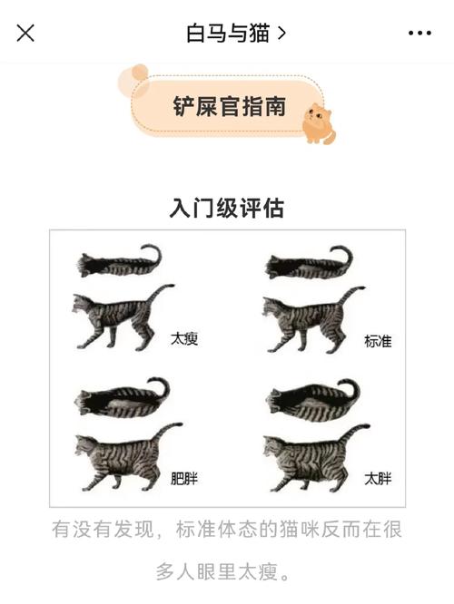 猫咪体重健康，打造理想体型的科学指南