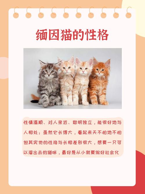 温柔守护，猫咪烫伤后的科学护理指南