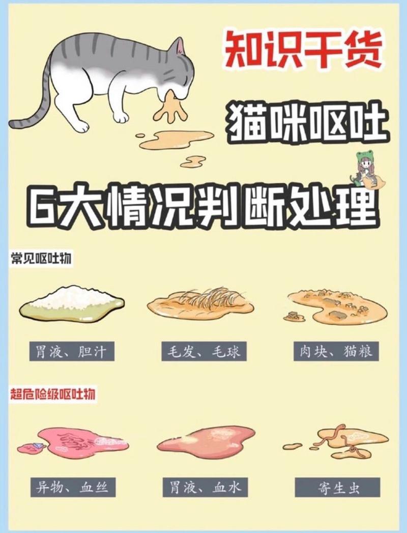 揭秘猫咪胃浮肿，病因与应对措施