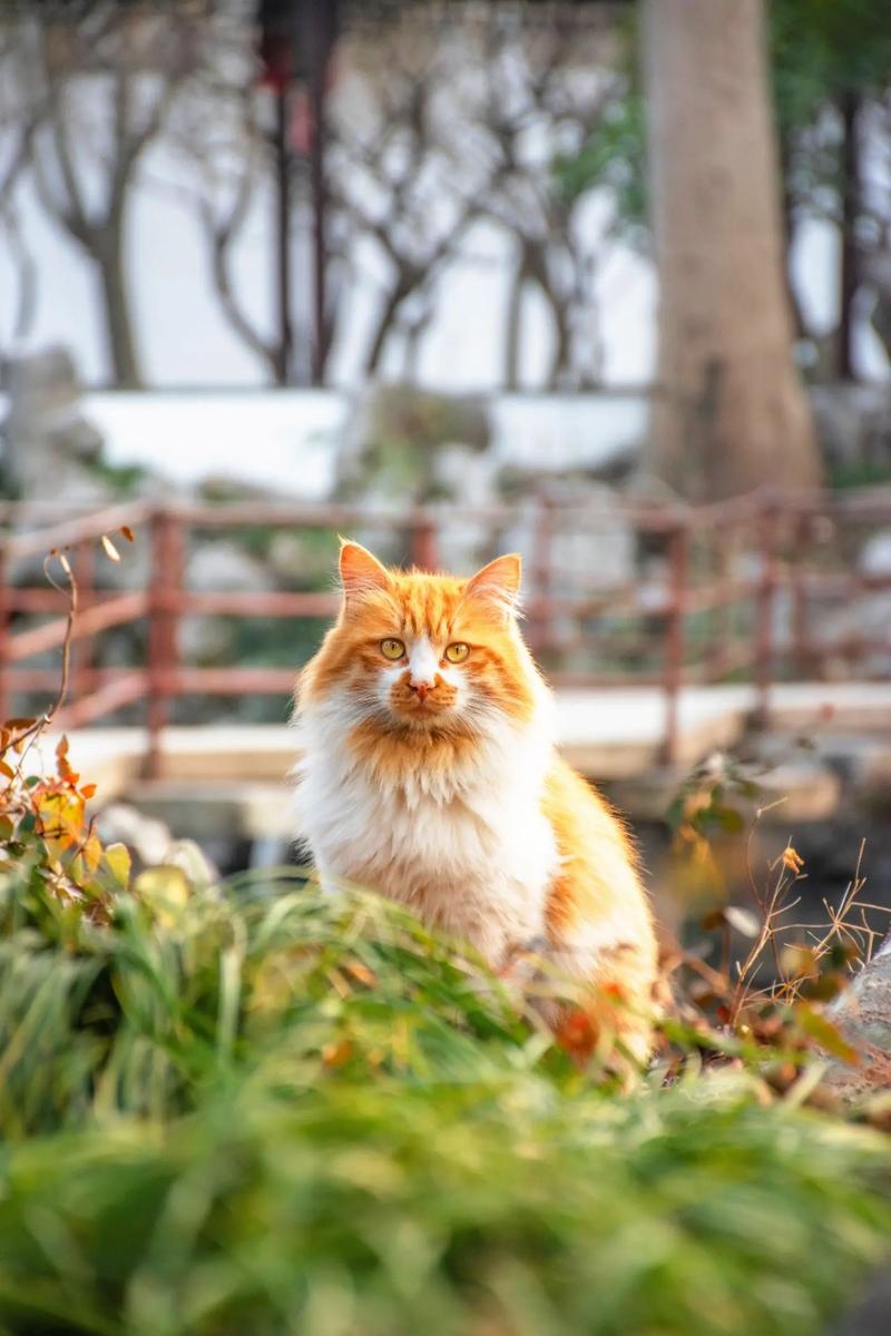 猫咪的魅力，成为你的生活小精灵