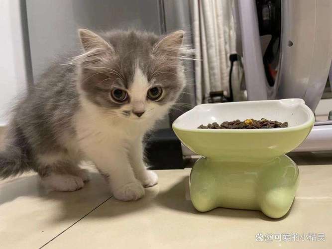 猫咪暴饮暴食后的健康警钟