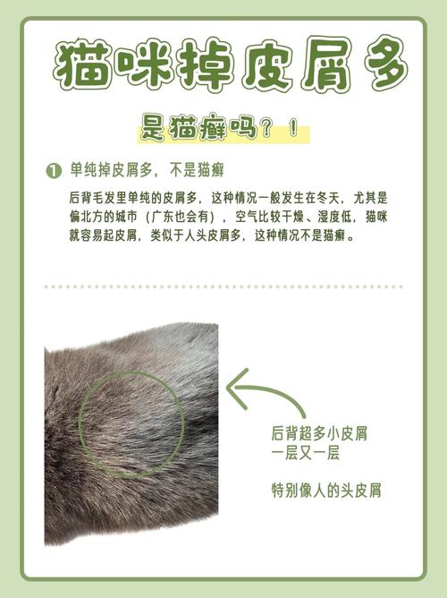 猫咪头部皮屑，原因与解决之道