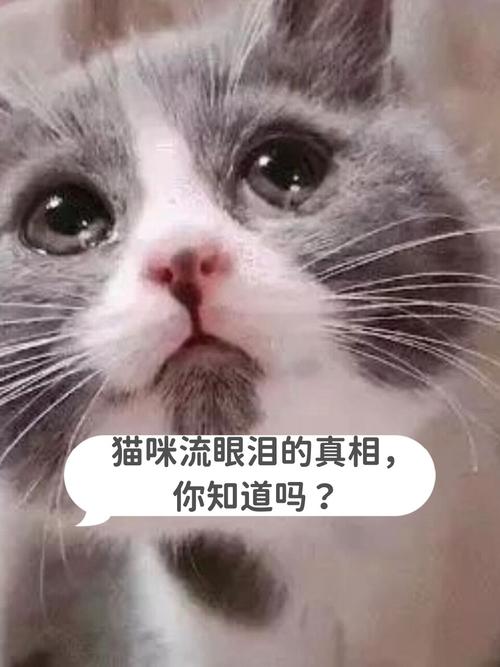 猫咪的泪水，爱与失去的微妙表达