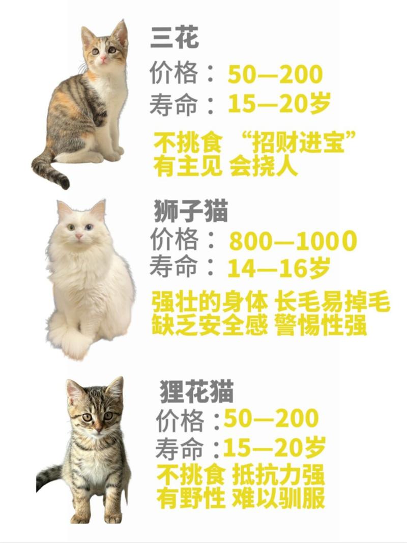 猫咪世界的五彩斑斓