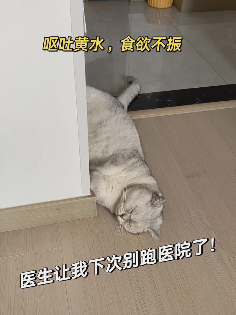 从活泼到无精打采，猫咪的疲惫信号与健康警报