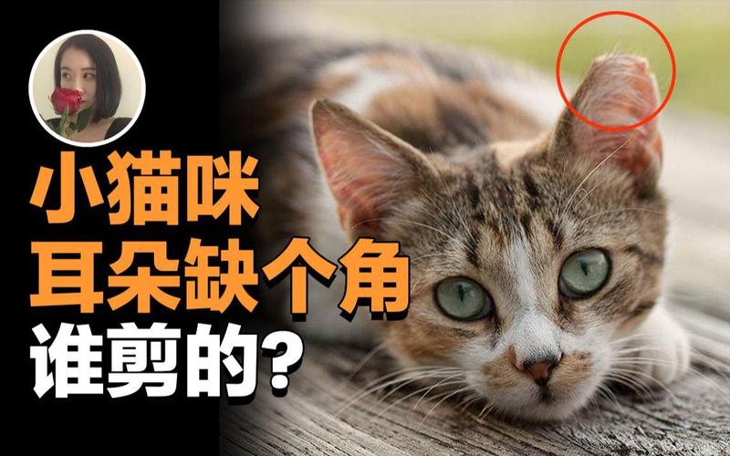 猫咪绑耳朵，为何要这样做？背后的故事与真相