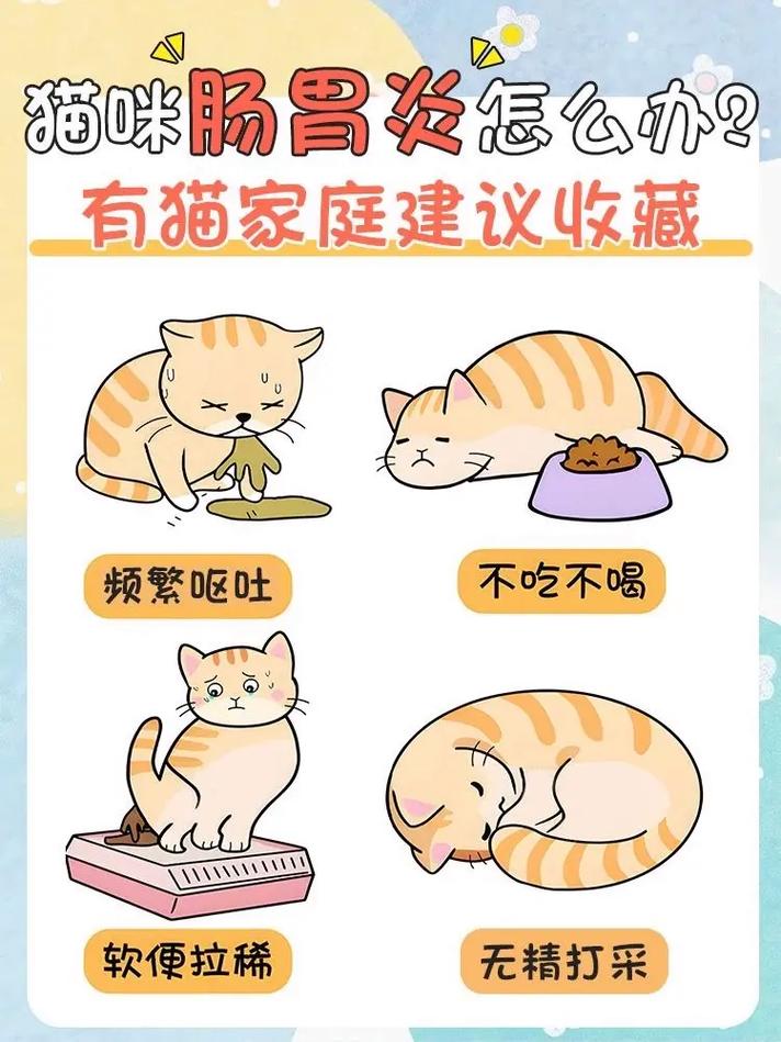 猫咪夏季拉稀，如何应对夏日腹泻的挑战