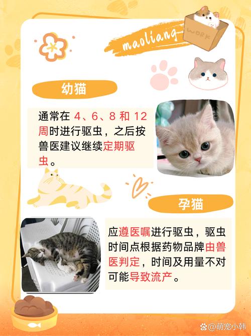 科学调教猫奴，改正猫咪作息，打造和谐生活