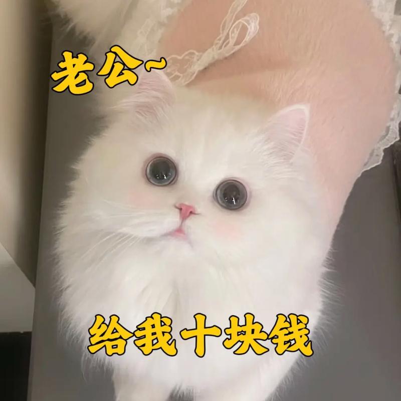 揭秘猫咪市场，详尽价格信息为你揭晓