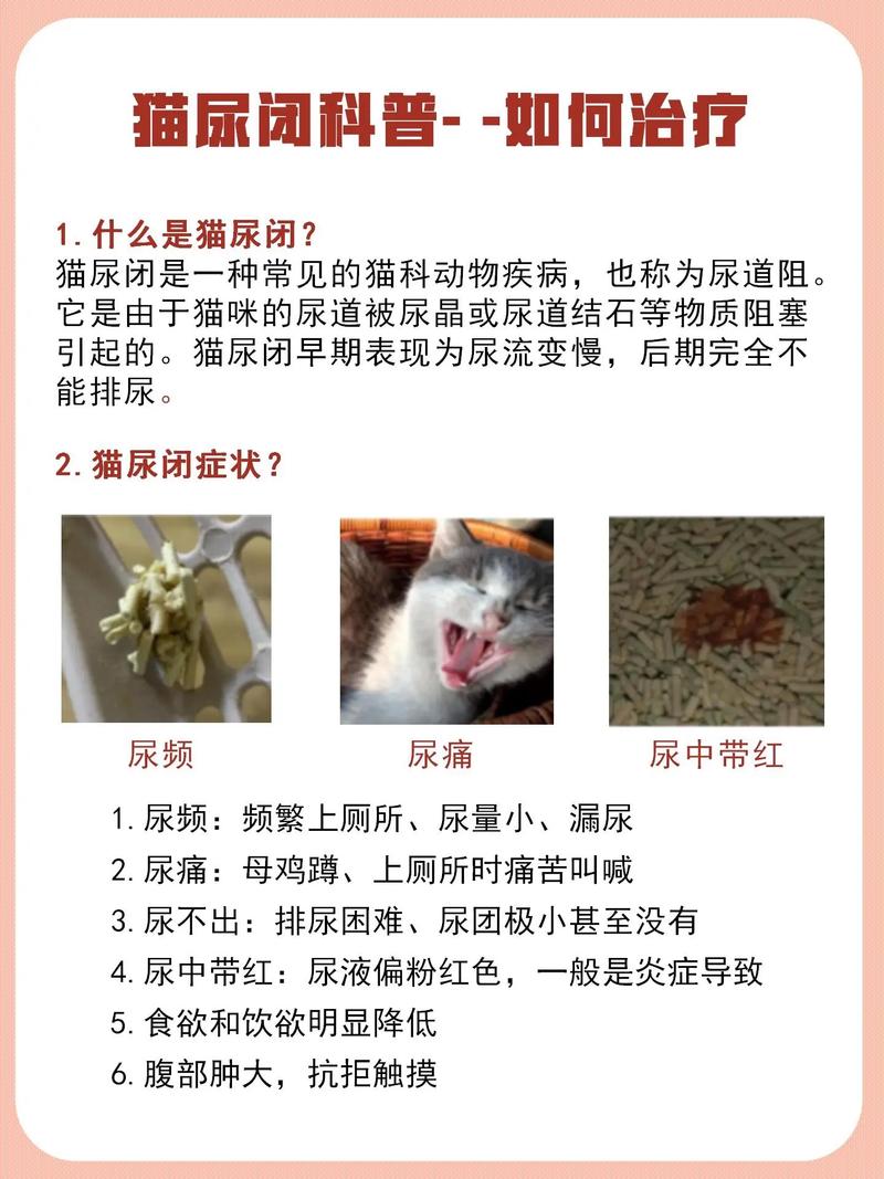 猫咪服用头孢类药物的注意事项与风险