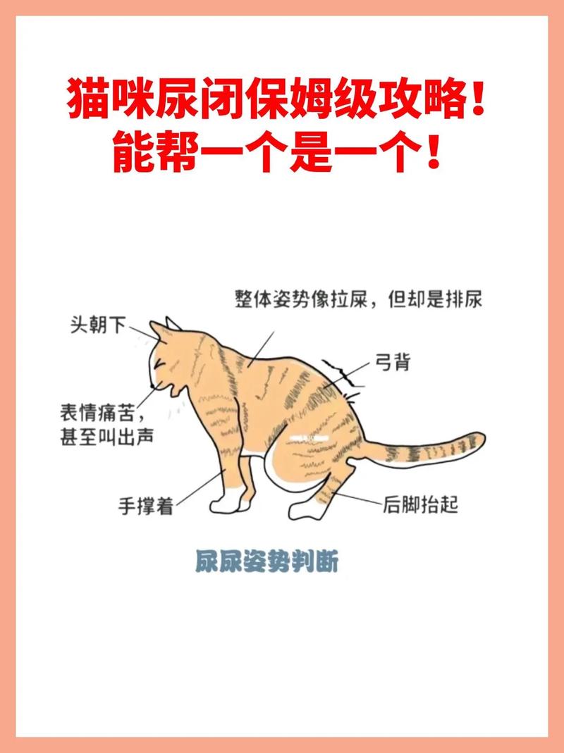 猫咪的厕所难题，如何解决不认厕所的问题