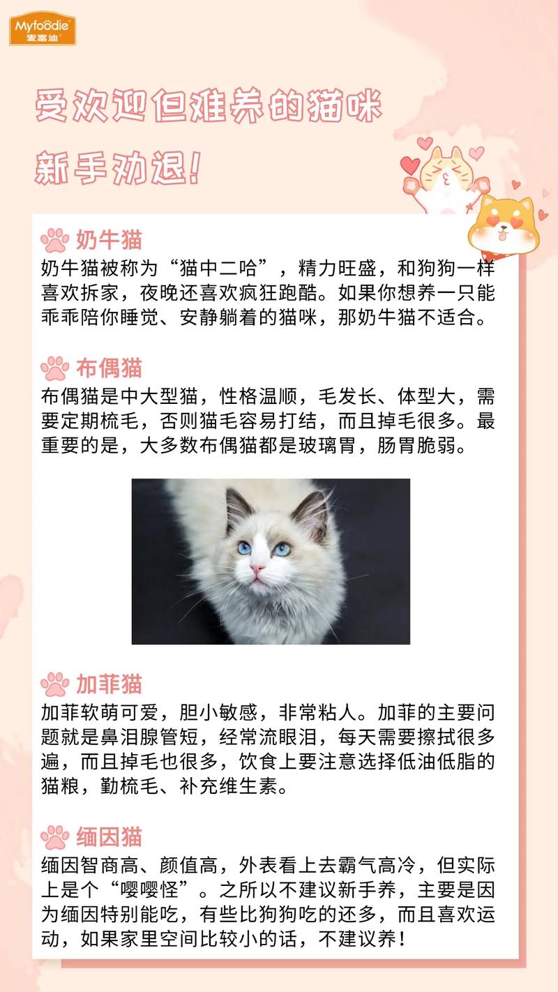 猫咪也能爱上盐水刷牙——科学养宠新方式