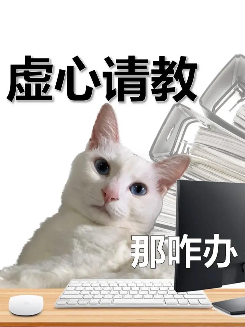 猫咪的屎味之旅