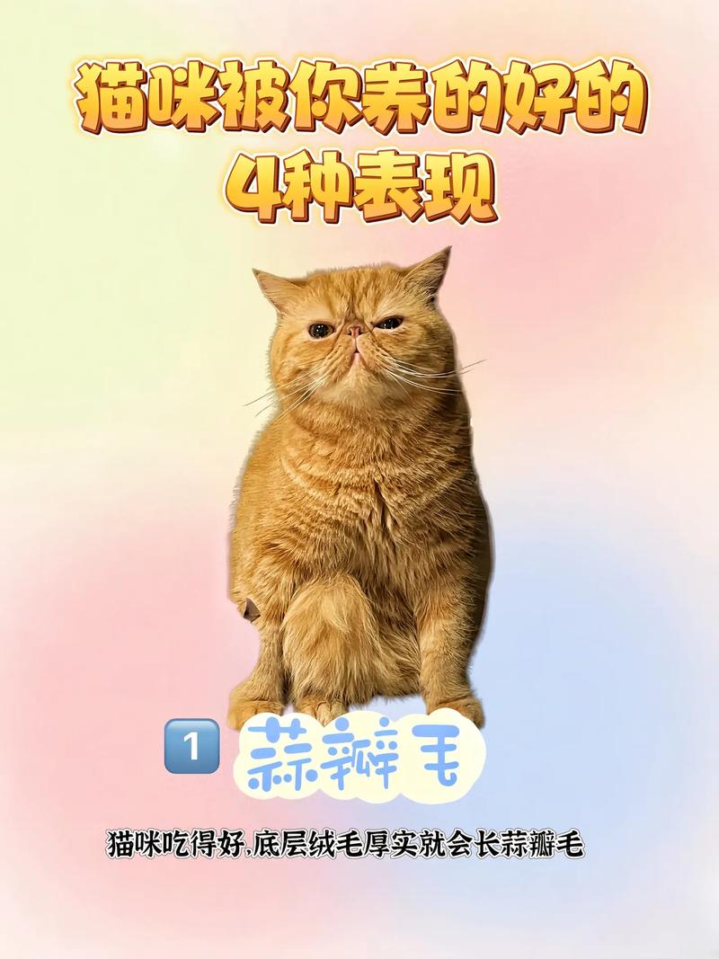 天猫咪偶，你的私人生活娱乐助手