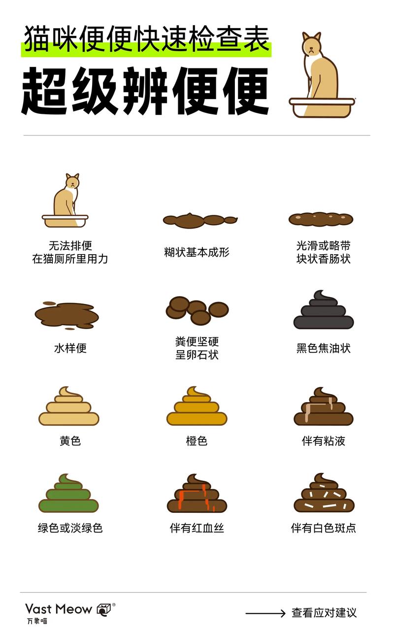 猫咪拉屎变多？你可能忽视了这些常见原因