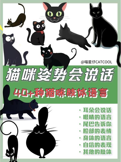 猫咪前爪伸直，解读它背后的故事