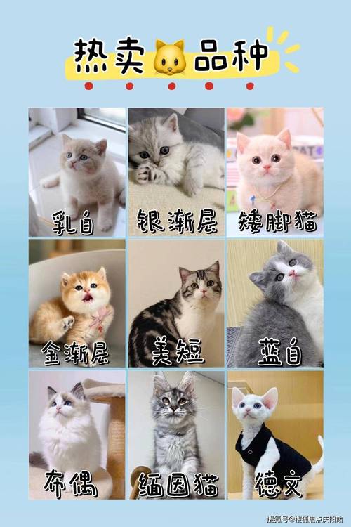 揭秘猫咪正规繁育，守护爱宠的健康与幸福