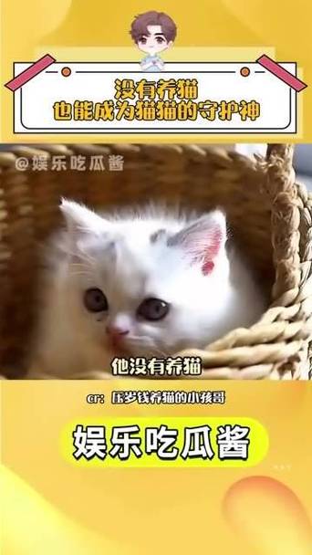 温柔助产师，猫咪分娩的守护者