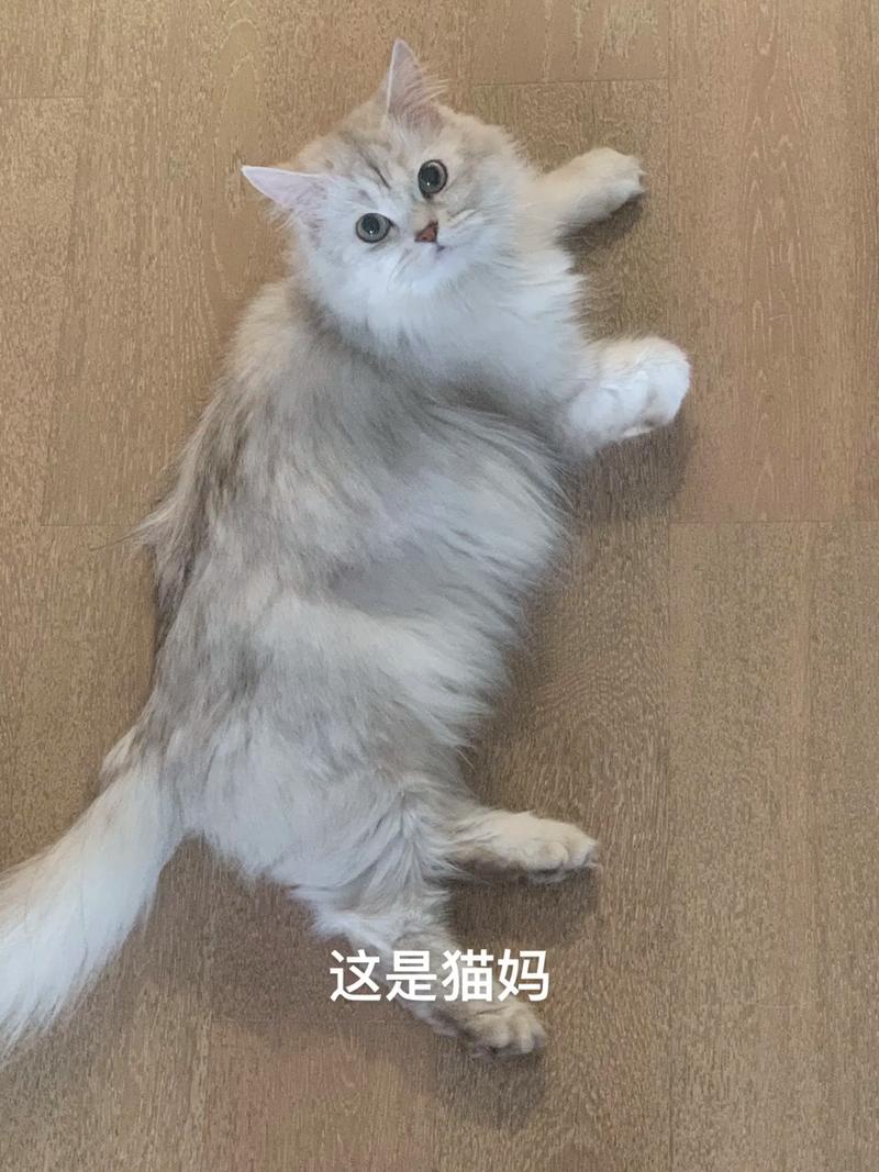 猫咪的睡眠艺术，揭秘母猫分娩后的神奇时刻