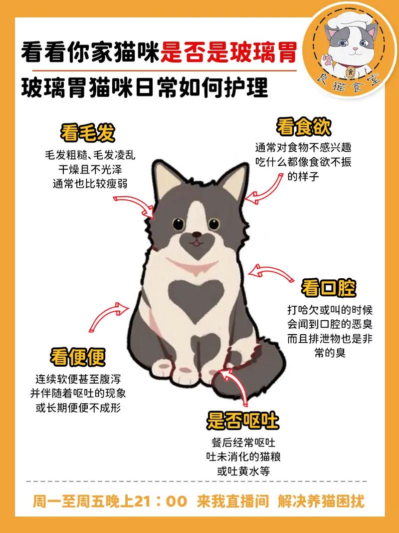 猫咪日常消毒，养宠必备的健康保卫战