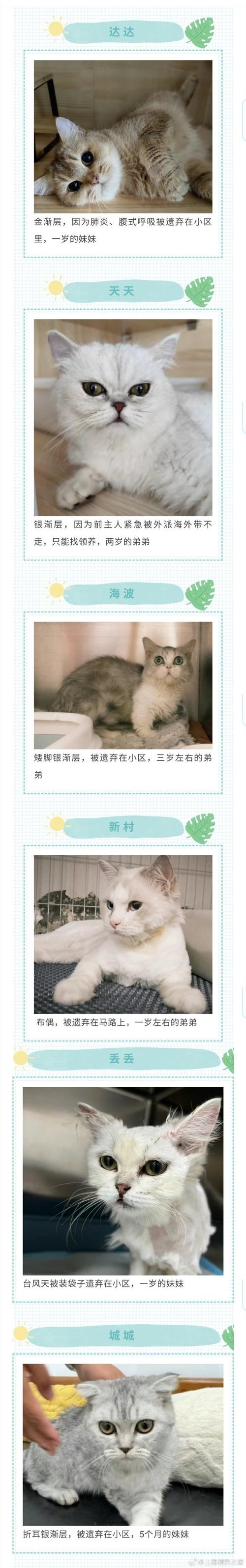 猫咪领养，给它们一个温馨的家