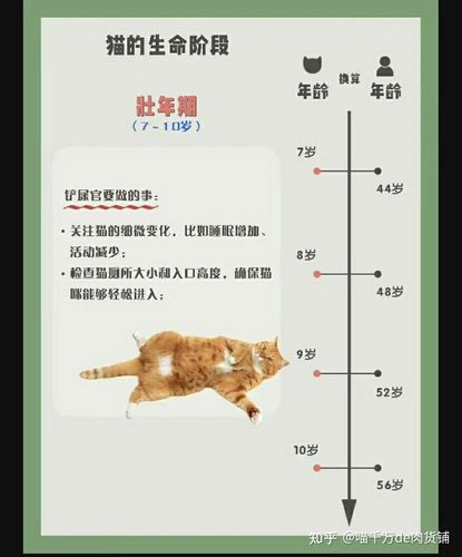 猫咪保护组织，如何与我们一起为小生命筑起温暖的港湾